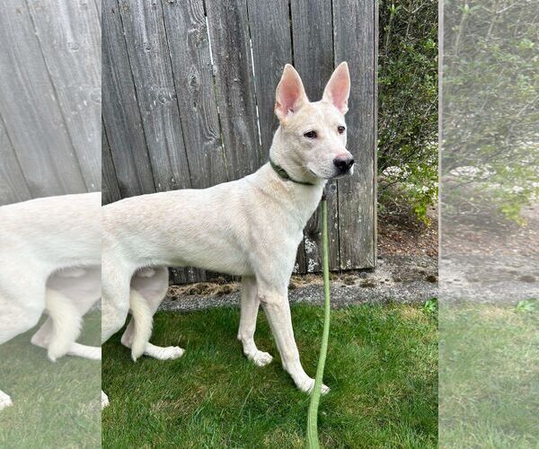 Medium Photo #2 Boxer-Unknown Mix Puppy For Sale in Tacoma, WA, USA