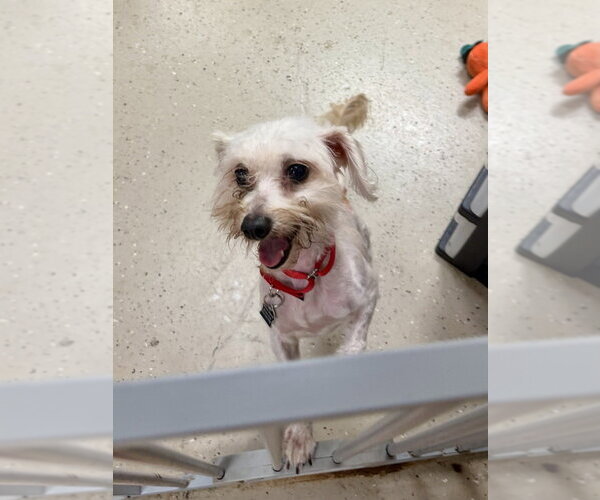 Medium Photo #3 Maltese-Unknown Mix Puppy For Sale in Mundelein, IL, USA