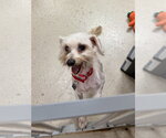 Small #2 Maltese Mix