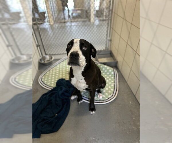 Medium Photo #2 American Pit Bull Terrier-Unknown Mix Puppy For Sale in Corpus Christi, TX, USA