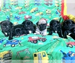 Small Photo #1 Pug Puppy For Sale in RICHMOND, TX, USA