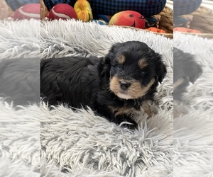 Aussiedoodle Miniature  Puppy for sale in HARRELLS, NC, USA