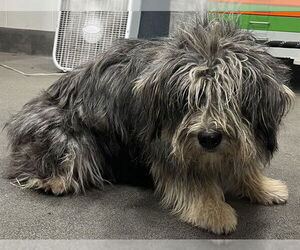 Bearded Collie-Old English Sheepdog Mix Dogs for adoption in Forestville, MD, USA