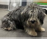 Small Bearded Collie-Old English Sheepdog Mix