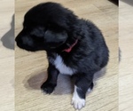 Small #2 F2 Aussiedoodle