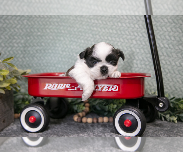 Medium Photo #2 Shih Tzu Puppy For Sale in CLARE, MI, USA