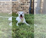 Small American Pit Bull Terrier Mix