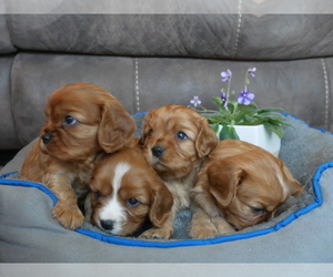 Cavalier King Charles Spaniel Litter for sale in MARCELLUS, MI, USA