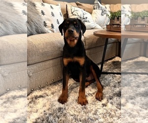 Rottweiler Puppy for sale in GREENWOOD, IN, USA