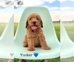 Puppy Puppy 1 Tucker Australian Labradoodle