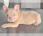 Small Photo #4 French Bulldog Puppy For Sale in CASTLE ROCK, CO, USA