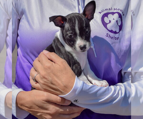Medium Photo #2 Jack-Rat Terrier Puppy For Sale in Huntley, IL, USA