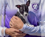 Small #1 Jack-Rat Terrier