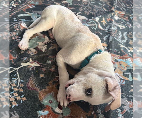 Medium Photo #6 Mutt Puppy For Sale in Princeton, MN, USA