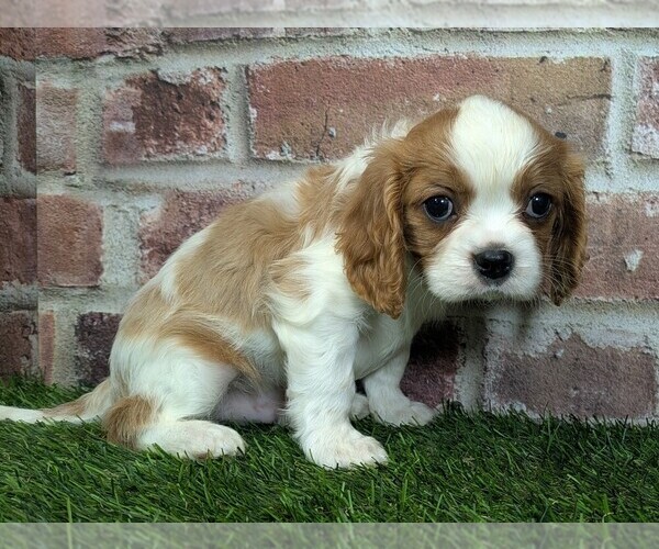 Medium Photo #8 Cavalier King Charles Spaniel Puppy For Sale in MOBERLY, MO, USA