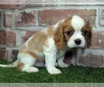 Small #7 Cavalier King Charles Spaniel