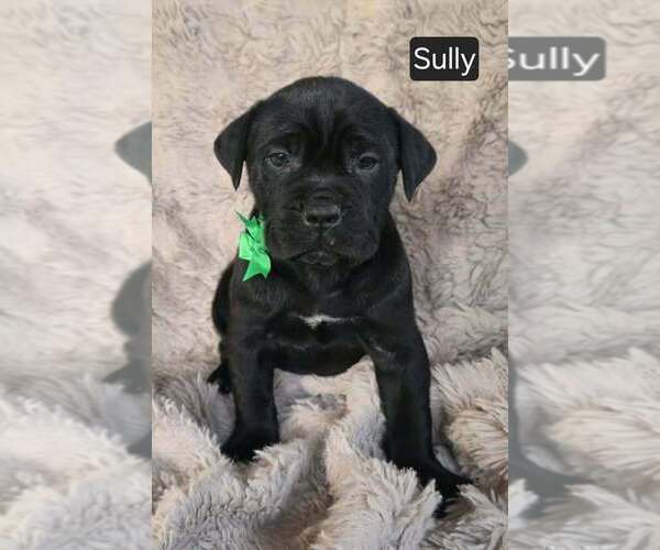 Medium Photo #2 Cane Corso Puppy For Sale in MINERAL WELLS, WV, USA