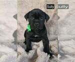 Small #1 Cane Corso