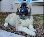 Small Photo #27 Anatolian Shepherd-Great Pyrenees Mix Puppy For Sale in AGOURA HILLS, CA, USA