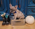 Small Photo #2 French Bulldog Puppy For Sale in BLAKESBURG, IA, USA