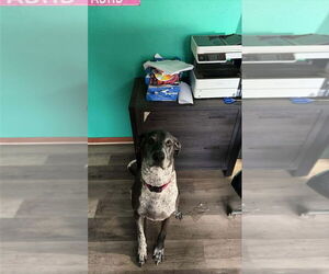 Dallas - Female German Shorthaired Pointer-Great Dane Mix Dog for Adoption - Photo #3