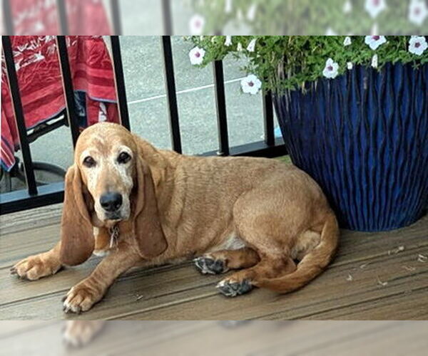 Medium Photo #1 Basset Hound Puppy For Sale in Deepwater, NJ, USA