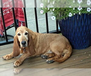 Basset Hound Dogs for adoption in Deepwater, NJ, USA