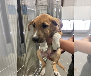 Mutt Dogs for adoption in Bakersfield, CA, USA