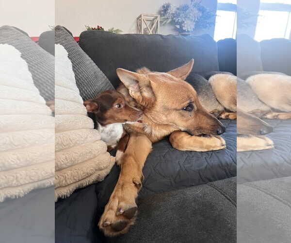 Medium Photo #3 German Shepherd Dog Puppy For Sale in Polson, MT, USA