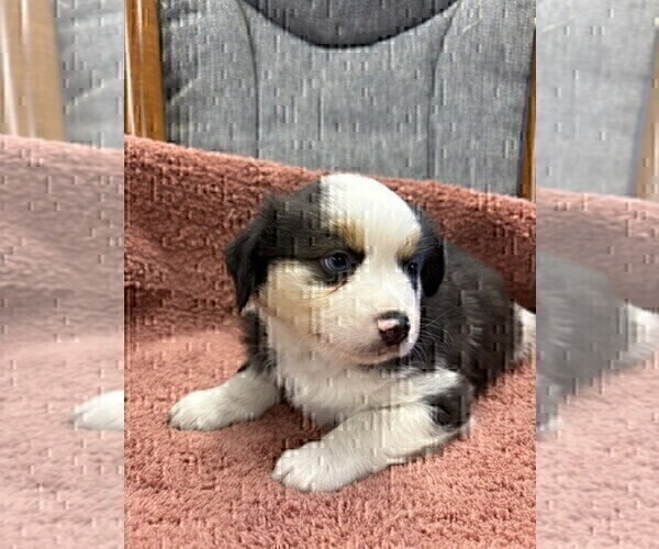 Medium Photo #24 Australian Shepherd Puppy For Sale in AUBURN, IN, USA