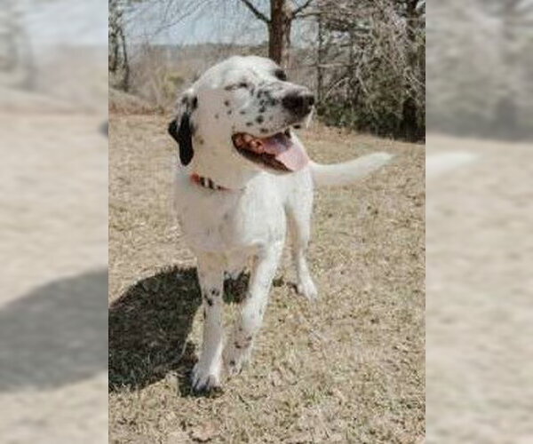 Medium Photo #6 Lab-Pointer Puppy For Sale in Attalka, AL, USA