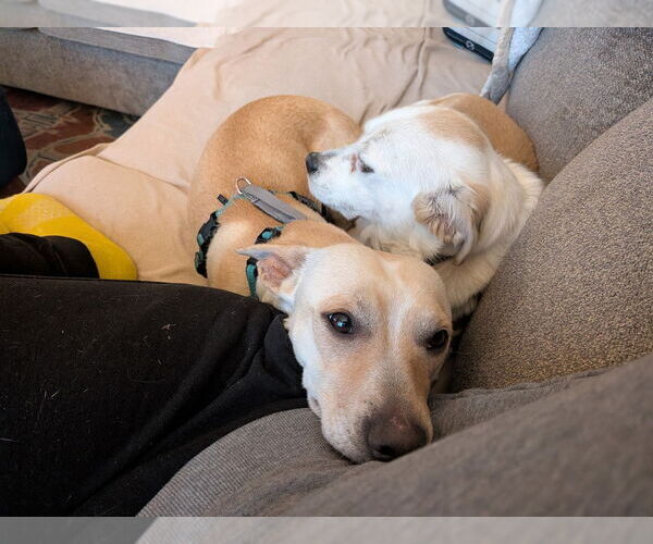 Medium Photo #10 Chihuahua-Unknown Mix Puppy For Sale in Lakewood, CO, USA