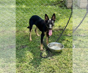 Aberdeen - Female German Shepherd Dog-Unknown Mix Dog for Adoption - Photo #2