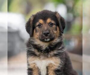 Bernese Mountain Dog-Unknown Mix Dogs for adoption in San Diego, CA, USA