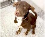 Small #1 Australian Kelpie-Labrador Retriever Mix