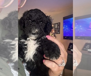 Poodle (Standard) Puppy for sale in SELLERSBURG, IN, USA