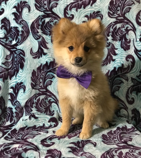 Medium Photo #1 Pom-Shi Puppy For Sale in HONEY BROOK, PA, USA