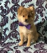 Small Photo #1 Pom-Shi Puppy For Sale in HONEY BROOK, PA, USA