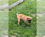 Small #4 American Pit Bull Terrier Mix