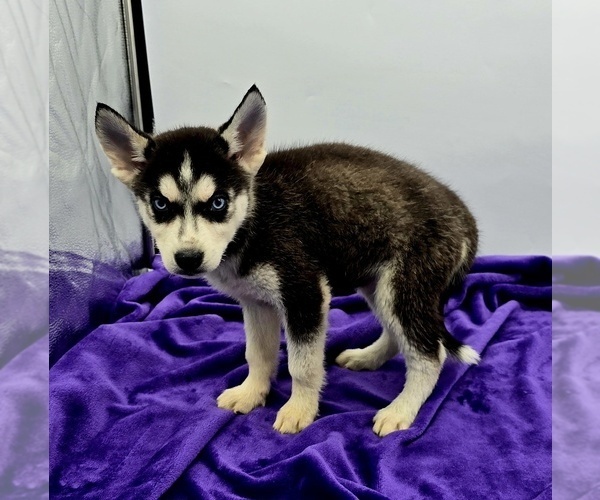 Medium Photo #3 Siberian Husky Puppy For Sale in SANDY HOOK, KY, USA