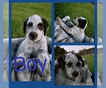Small Photo #1 Goldendoodle-Staffordshire Bull Terrier Mix Puppy For Sale in MULBERRY, FL, USA