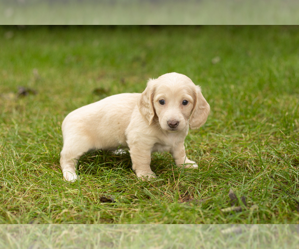 Medium Photo #13 Dachshund Puppy For Sale in MILFORD, IN, USA