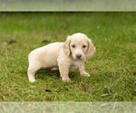 Small Photo #13 Dachshund Puppy For Sale in MILFORD, IN, USA