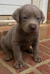 Labrador Retriever Puppy for sale in CARROLLTON, GA, USA
