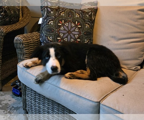 Medium Photo #1 Border-Aussie Puppy For Sale in NASHVILLE, TN, USA