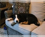 Puppy Snoop Dog Border-Aussie
