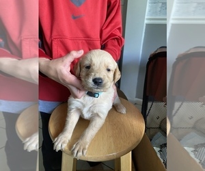 Golden Retriever Puppy for sale in PORTLAND, MI, USA