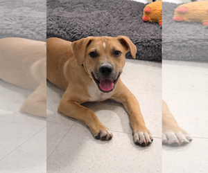 American Pit Bull Terrier-Black Mouth Cur Mix Dogs for adoption in Sanford, FL, USA