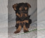 Small Photo #266 Yorkshire Terrier Puppy For Sale in AKRON, OH, USA