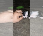 Small Boston Terrier